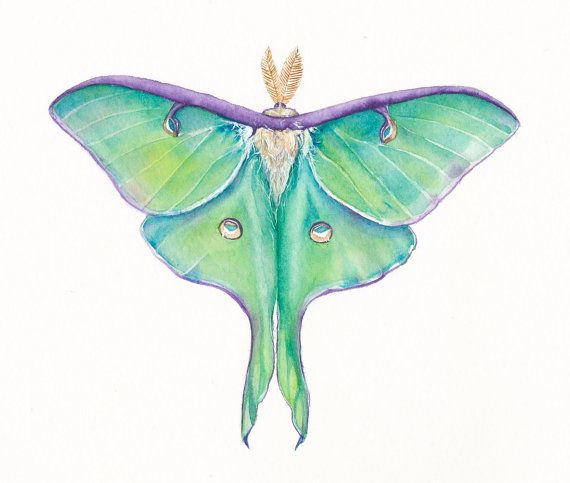 570x483 Luna Moth