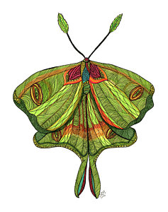 237x300 Moth Drawings