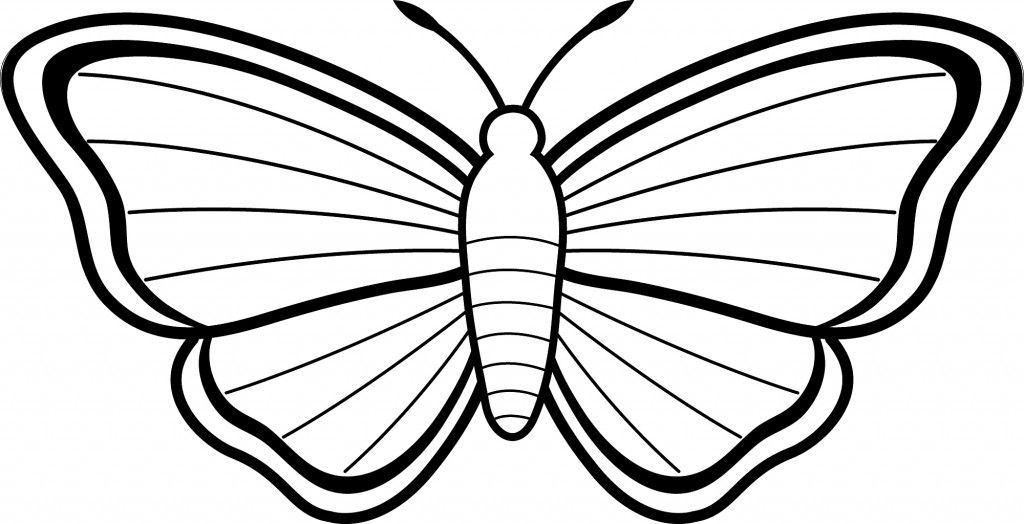 1024x524 Moth Drawing Free Download