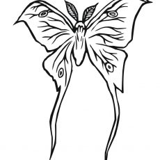 230x230 Pretty Looking Moth Coloring