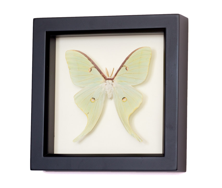 924x784 real luna moth insect taxidermy etsy
