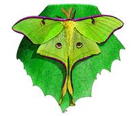 200x170 Stunning Luna Moth Artwork For Sale On Fine Art Prints
