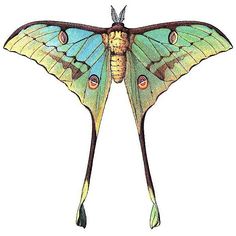 236x236 Best Lunar Moth Tattoo Images Ink, Traditional Tattoos