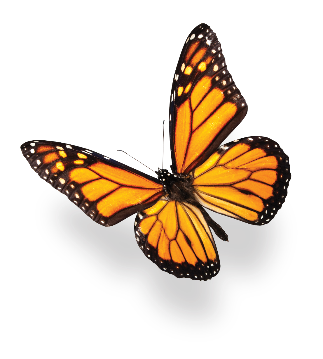 1107x1228 Butterfly Coloring