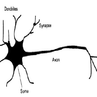 320x320 Mutations In The Egfr Nucleotide Sequence Of Non Small Cell Lung