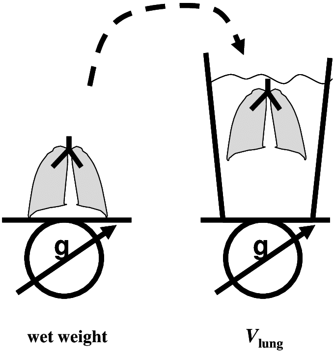 680x717 Determination Of The Wet Weight And The V Lung Of The Lungs