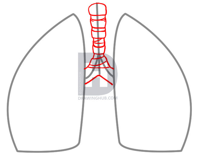 655x523 How To Draw Lungs, Step