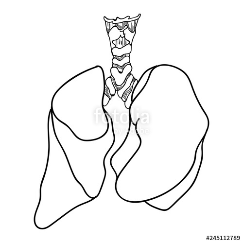 500x500 Human Lungs Anatomy Isolated On White Background Vector