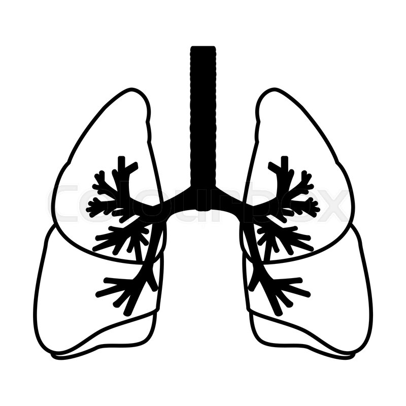 Lungs Drawing | Free download on ClipArtMag