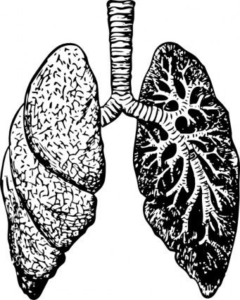 341x425 Lungs Clip Art Tecnicas Graficas In Pulmones Anatomia