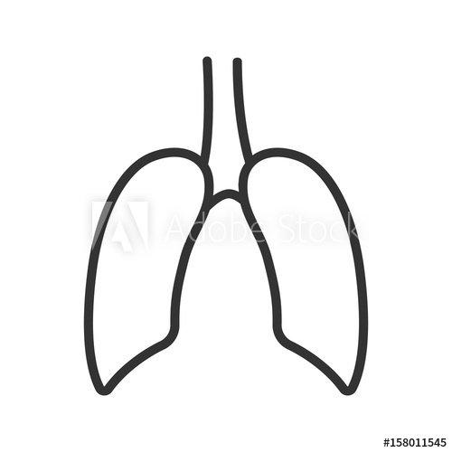 500x500 Lungs Linear Icon Thin Line Illustration Vector Isolated Outline