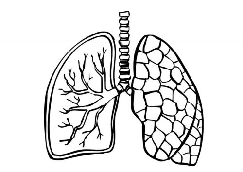 500x354 Embroidery Pattern Lungs Embroidery Patterns Heart Coloring