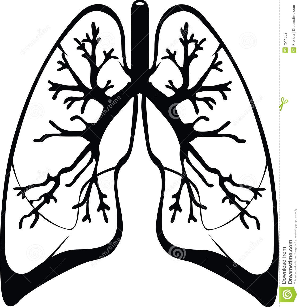 1270x1300 Lungs Drawing Black And White For Free Download
