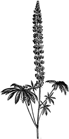 Lupine Drawing