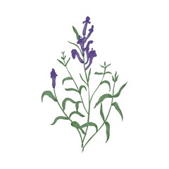 240x240 Elegant Botanical Drawing Of Lupine Purple Flowers And Green