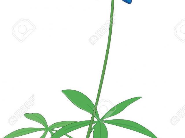 640x480 Free Lupine Clipart, Download Free Clip Art