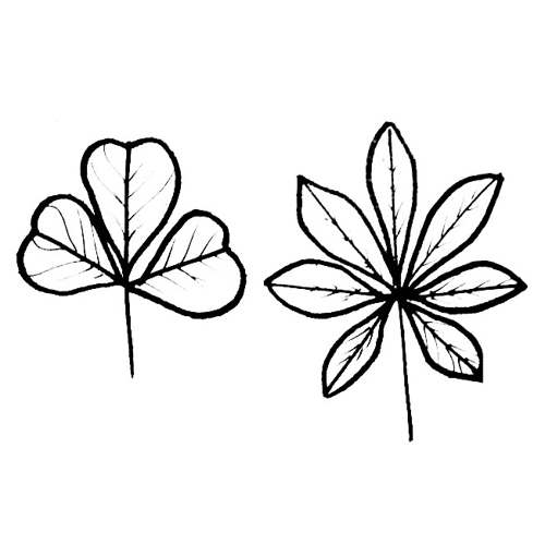 500x500 Leaf Coloring Pages