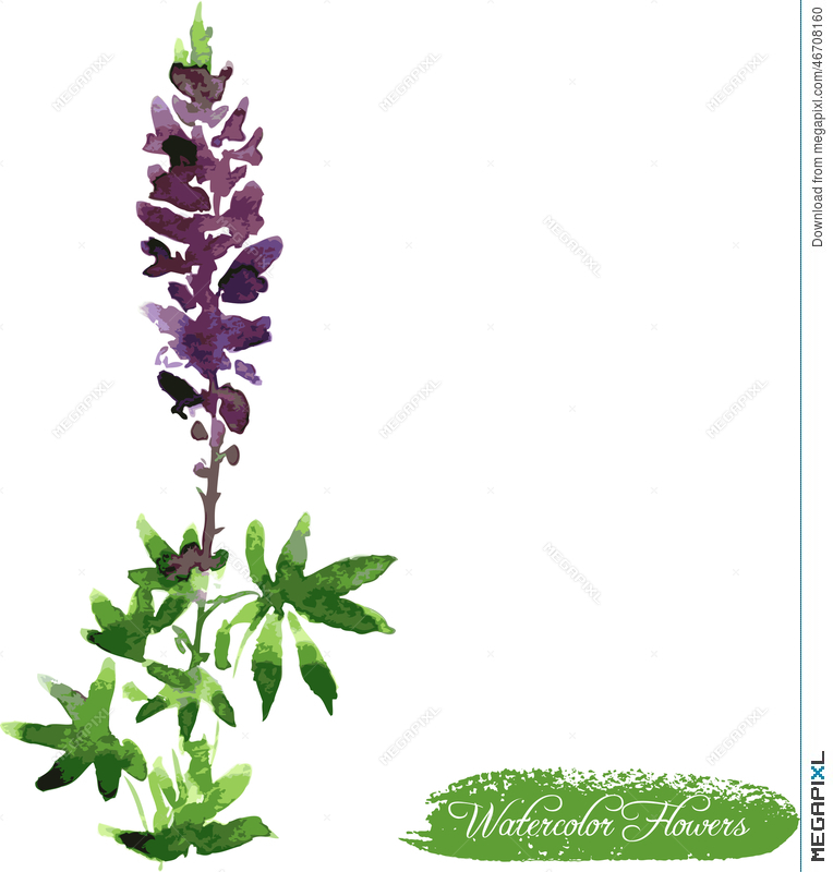 764x800 Lupine Drawing