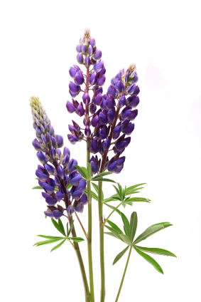 283x424 Lupine Flower Drawing
