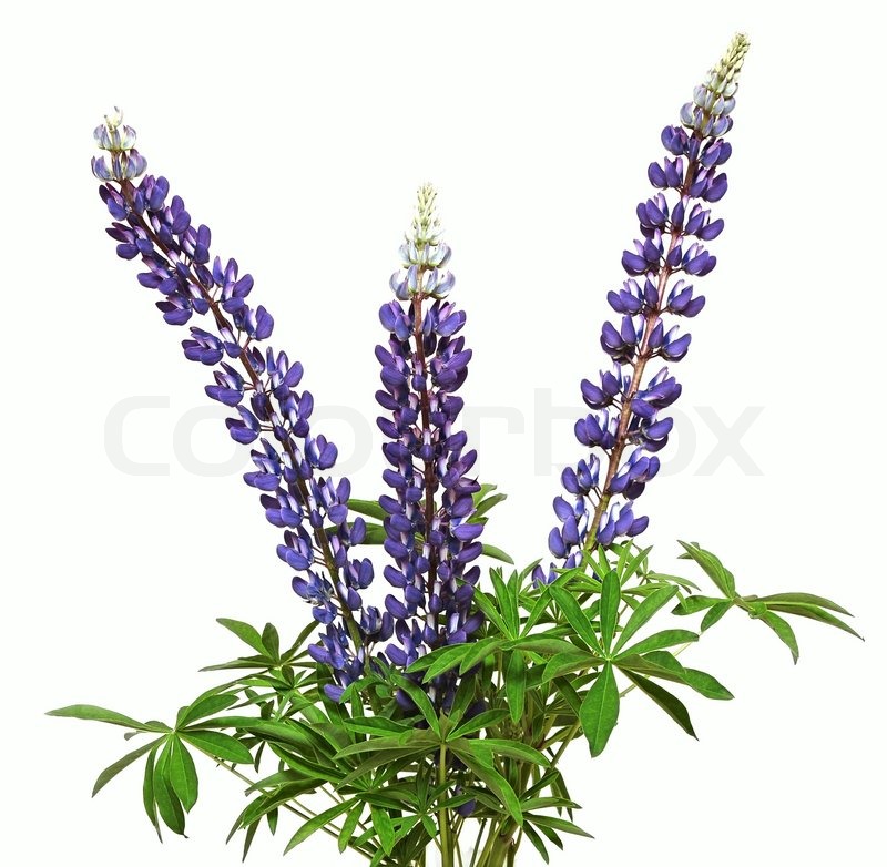 800x782 Lupine Flower On A White Background Stock Image Colourbox