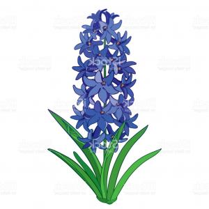 300x300 Photostock Vector Watercolor Drawing Botanical Flower Lupine