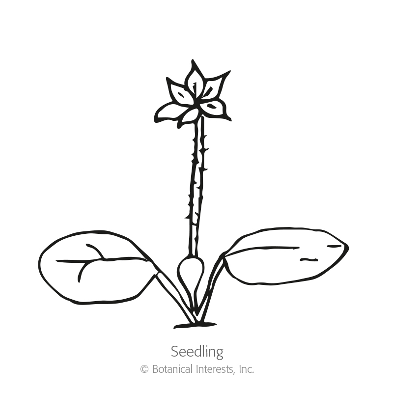 800x800 russell blend lupine seeds view all flowers botanical interests