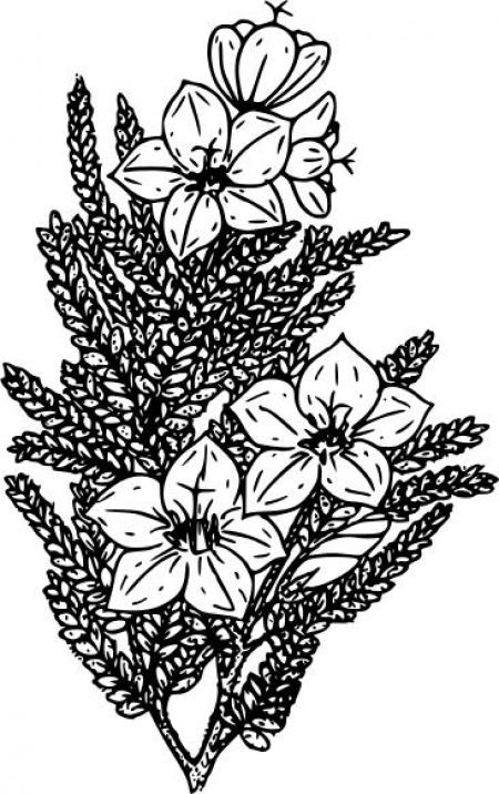 450x716 Fireweed Drawing Bush For Free Download