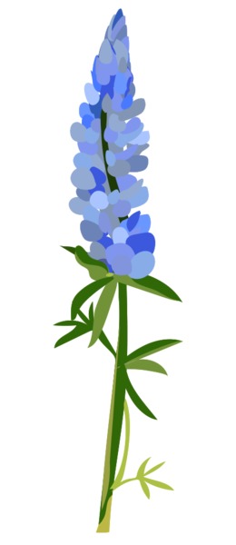 260x600 Bluebonnet, Drawing, Flower, Transparent Png Image Clipart Free
