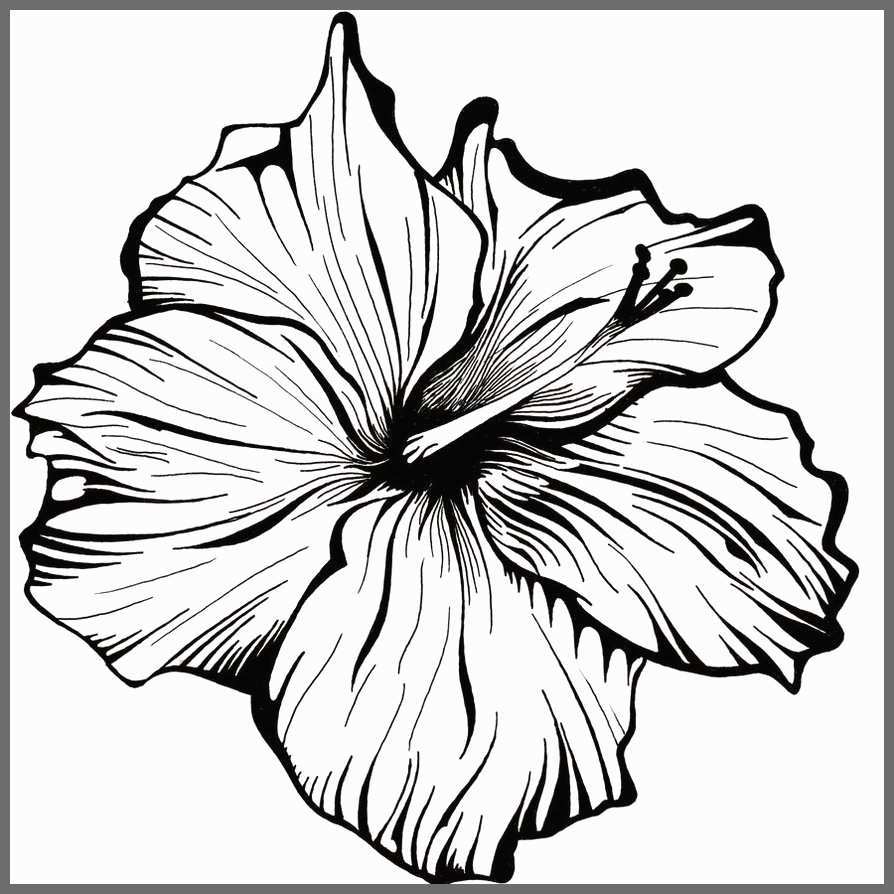 894x894 Flower Sketch Art Luxury Drawing Sketch A Day