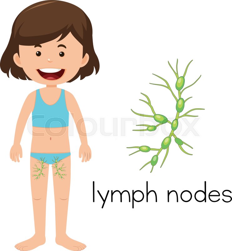 742x800 Girl With Placement Of Lymph Nodes Stock Vector Colourbox