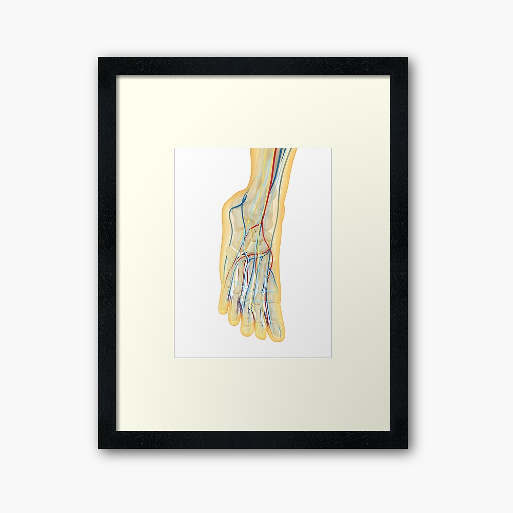 1000x1000 human foot with nervous system, lymphatic system and circulatory