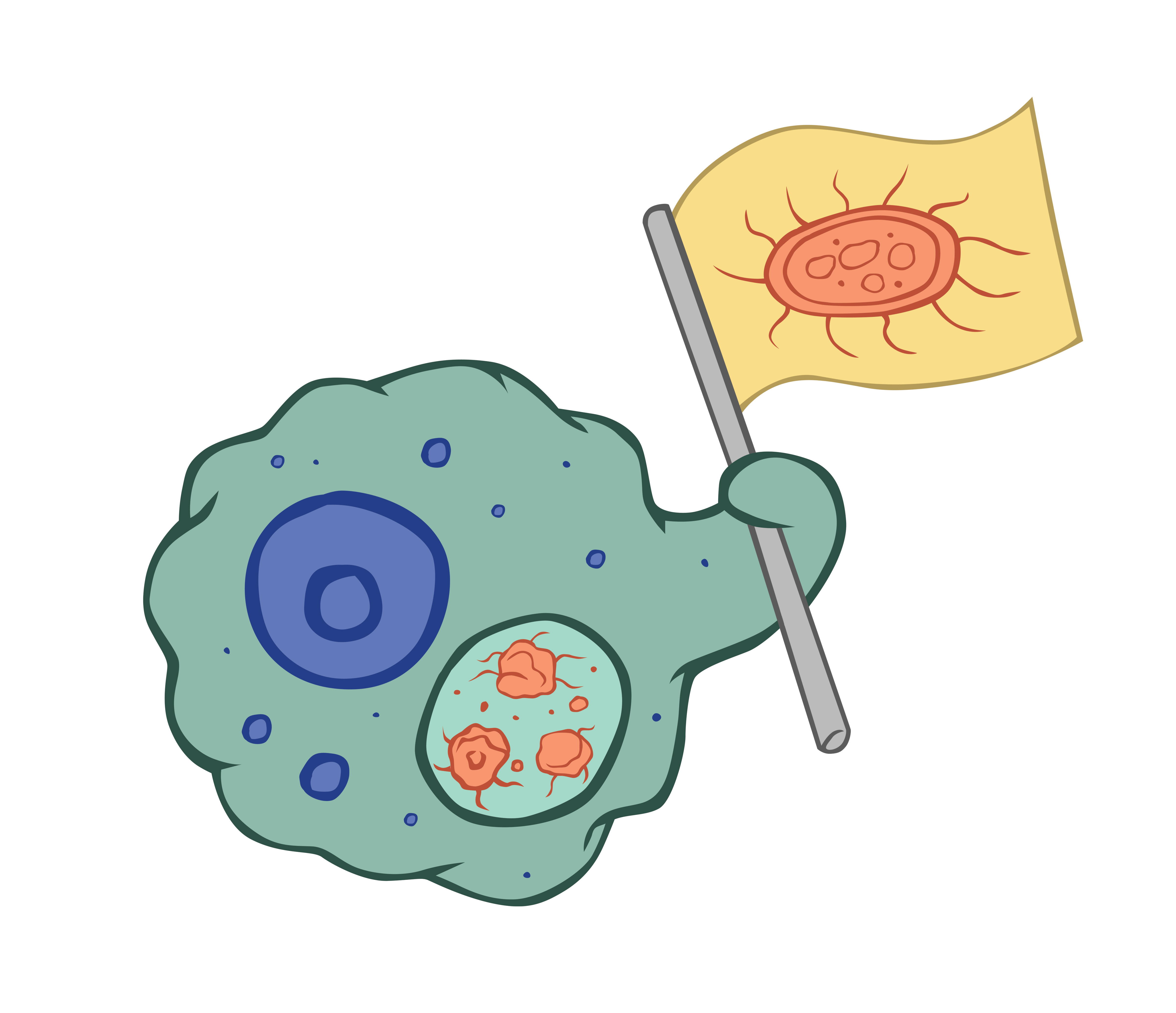 4800x4133 Immune System The Partnership In Education