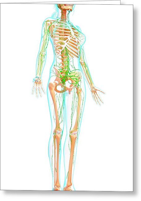 455x646 Lymph Glands Greeting Cards
