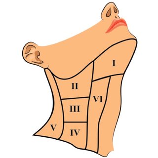 320x320 lymph node levels of neck download scientific diagram