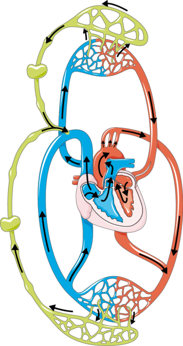 360x680 Lymphatic System
