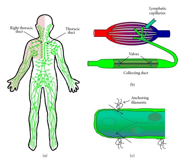 lymphatic-system-drawing-free-download-on-clipartmag