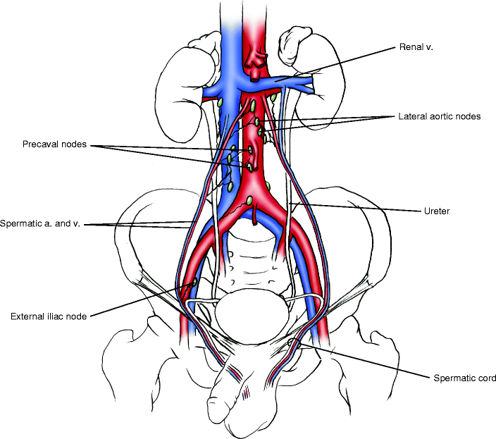 704x623 Male Genital System Springerlink