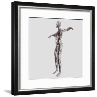 400x400 Medical Illustration Of Female Arteries, Veins And Lymphatic