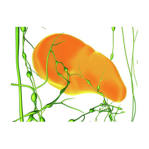 300x300 spleen and lymphatic system photograph