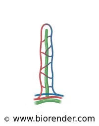 200x253 Biorender Lymphatic System