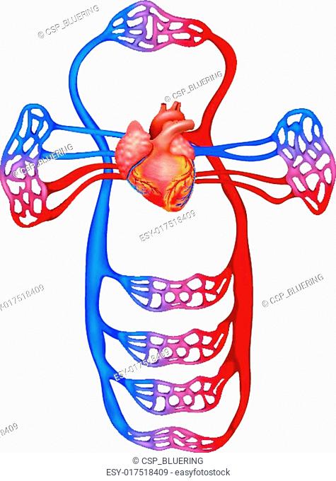 475x680 Drawing Axillary Lymphatic Stock Photos And Images Age Fotostock