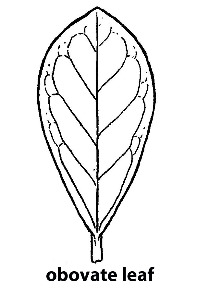 700x1014 glossary details