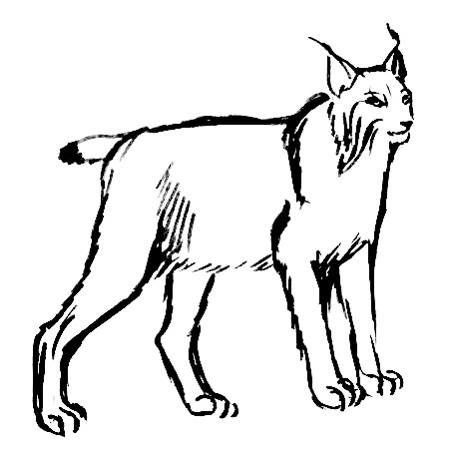 450x452 how to draw a lynx