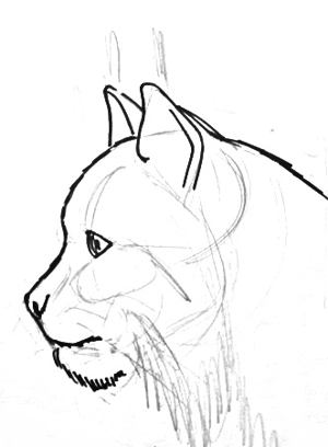 300x408 how to draw a lynx face