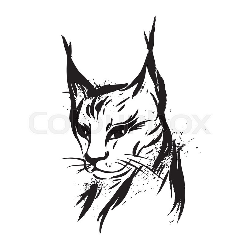 800x800 Lynx Wild Cat Predator Hand Drawn Stock Vector Colourbox