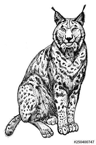 330x500 Wild Cat Lynx Clipart For Art Work And Weddind Design Stock