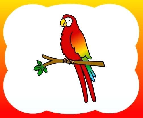 503x415 How To Draw Parrot Draw Scarlet Macaw Draw Parrot Step Step Easy