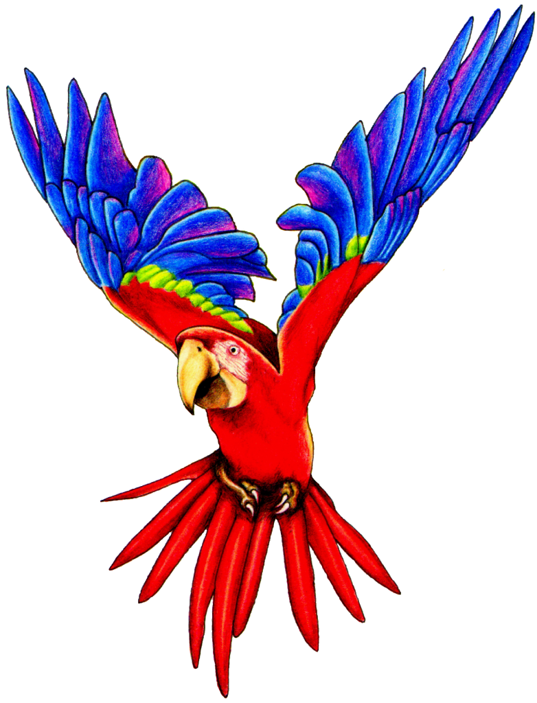 782x1024 Parrots Drawing Bad Huge Freebie! Download For Powerpoint