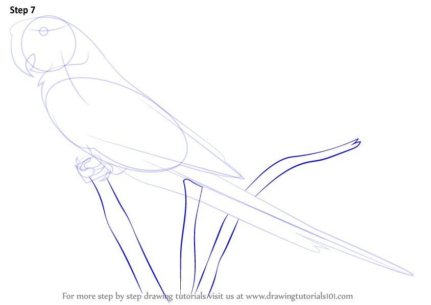 844x598 Learn How To Draw A Scarlet Macaw