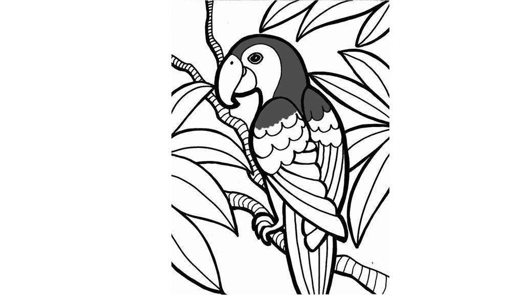 1024x576 Macaw Bird Simple Drawing